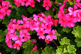 Pink geranium flowering plants